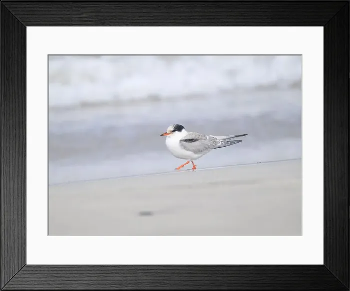 Framed Print : Juvenile Arctic tern on St Ninian's Isle tombolo, Shetland Framed Print : Juvenile Arctic tern on St Ninian's Isle tombolo, Shetland