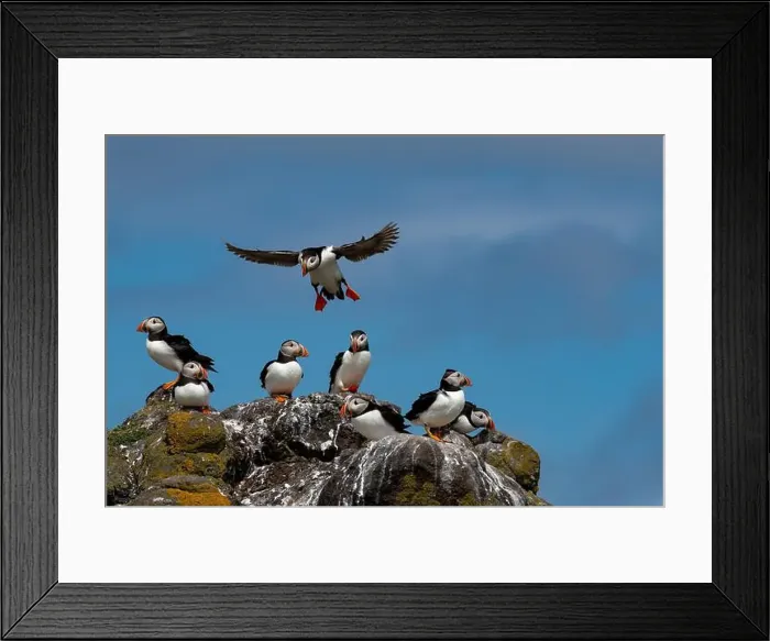 Framed Print : Group Of Seabird Species Atlantic Puffin (Fratercula arctica)