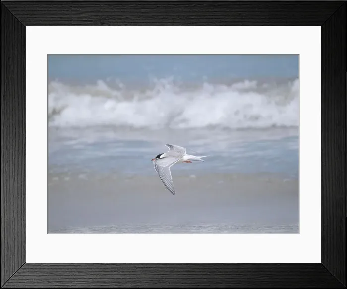 Framed Print : Juvenile Arctic tern on St Ninian's Isle tombolo, Shetland