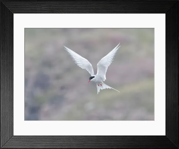 Framed Print : Arctic Tern in flight, The Blade, Ronas Voe, Shetland Framed Print : Arctic Tern in flight, The Blade, Ronas Voe, Shetland
