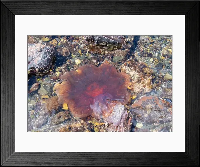 Framed Print : Lion's Mane Jellyfish (Cyanea capillata) Framed Print : Lion's Mane Jellyfish (Cyanea capillata)