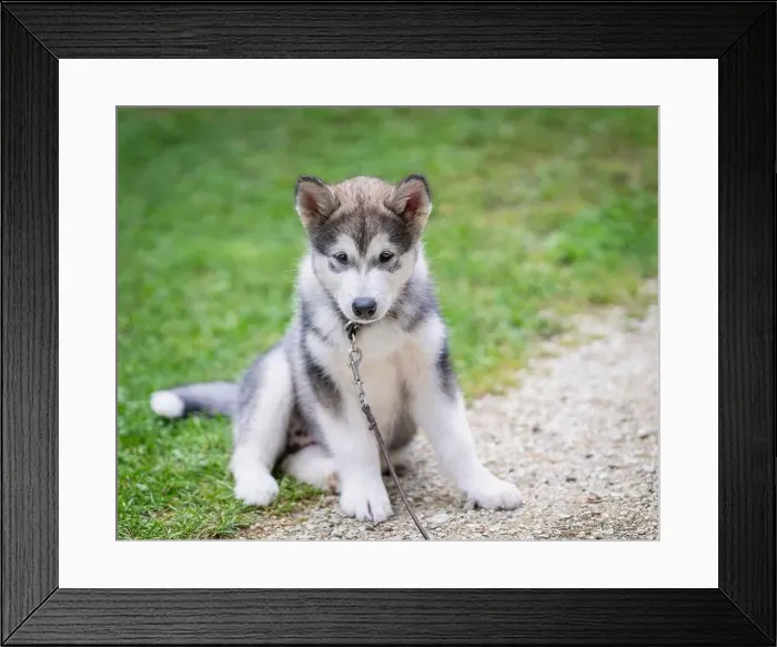Framed Print : Alaskan Malamute puppy sits on lawn. Outdoors portrait of a Alaskan Malamute puppy sitting on the grass Framed Print : Alaskan Malamute puppy sits on lawn. Outdoors portrait of a Alaskan Malamute puppy sitting on the grass