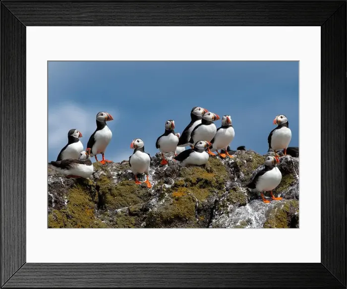 Framed Print : Group Of Seabird Species Atlantic Puffin (Fratercula arctica) Framed Print : Group Of Seabird Species Atlantic Puffin (Fratercula arctica)