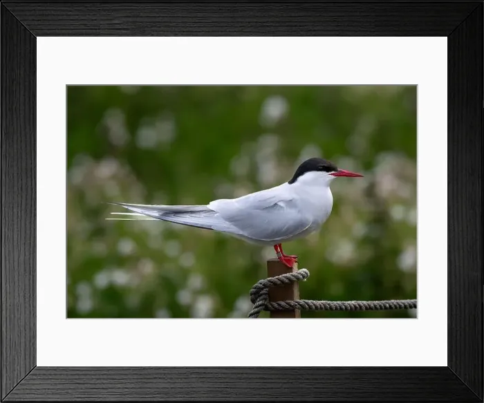 Framed Print : Seabird Species Arctic Tern (Sterna Paradisaea) On The Isle Of May In The Firth Of Forth Near Anstruther In Scotland Framed Print : Seabird Species Arctic Tern (Sterna Paradisaea) On The Isle Of May In The Firth Of Forth Near Anstruther In Scotland