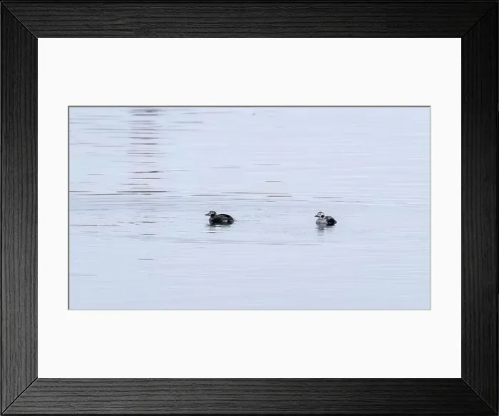 Framed Print : Long-tailed ducks on Baltic Sea Framed Print : Long-tailed ducks on Baltic Sea