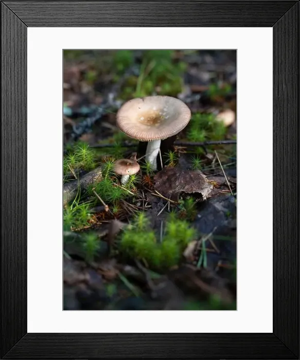 Framed Print : Vikaköngäs, Arctic Circle Hiking Area, lapland, Finland Framed Print : Vikaköngäs, Arctic Circle Hiking Area, lapland, Finland