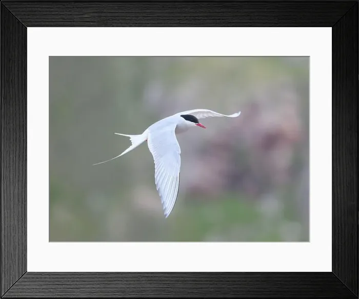 Framed Print : Arctic Tern in flight, The Blade, Ronas Voe, Shetland Framed Print : Arctic Tern in flight, The Blade, Ronas Voe, Shetland
