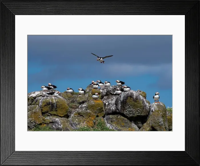 Framed Print : Group Of Seabird Species Atlantic Puffin (Fratercula arctica) Framed Print : Group Of Seabird Species Atlantic Puffin (Fratercula arctica)