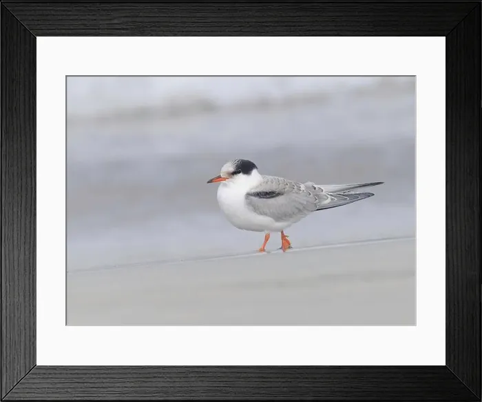 Framed Print : Juvenile Arctic tern on St Ninian's Isle tombolo, Shetland