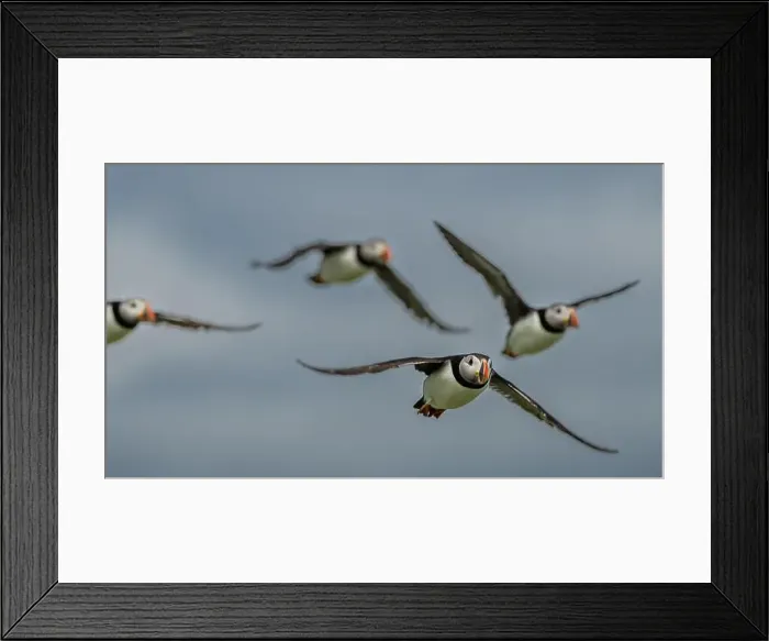 Framed Print : Group Of Seabird Species Atlantic Puffin (Fratercula arctica) Framed Print : Group Of Seabird Species Atlantic Puffin (Fratercula arctica)