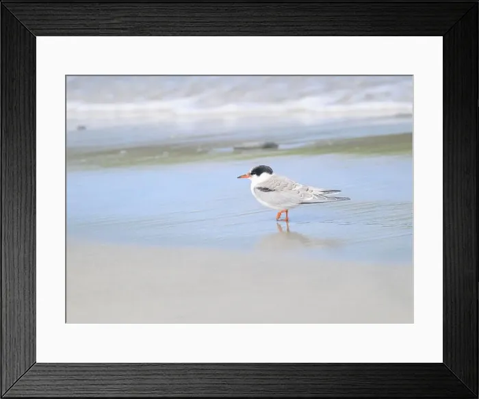 Framed Print : Juvenile Arctic tern on St Ninian's Isle tombolo, Shetland Framed Print : Juvenile Arctic tern on St Ninian's Isle tombolo, Shetland