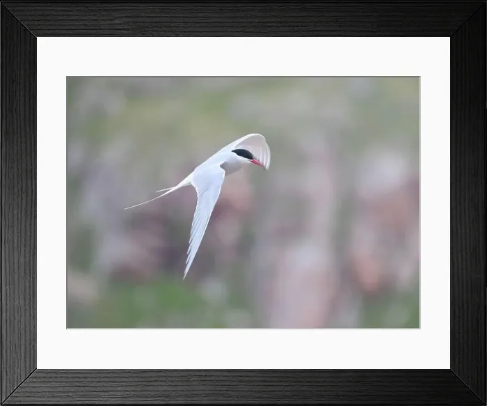 Framed Print : Arctic Tern in flight, The Blade, Ronas Voe, Shetland