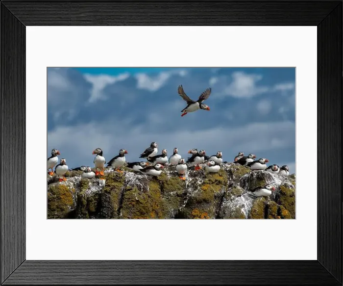 Framed Print : Group Of Seabird Species Atlantic Puffin (Fratercula arctica) Framed Print : Group Of Seabird Species Atlantic Puffin (Fratercula arctica)