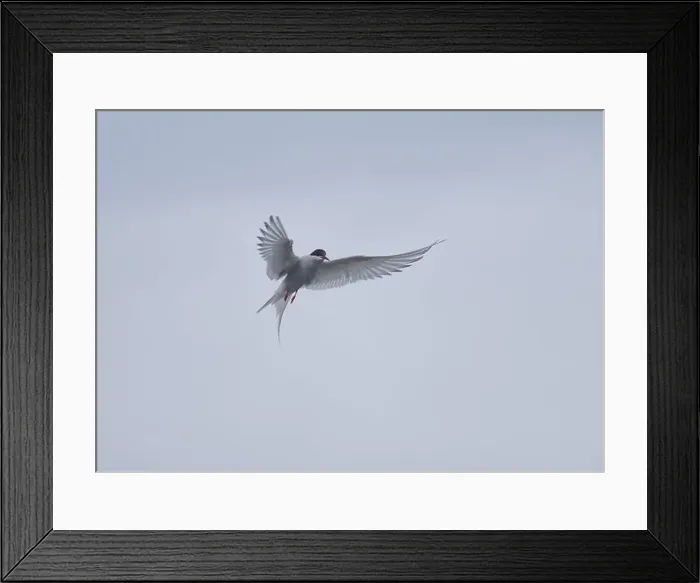 Framed Print : Arctic Tern in flight, The Blade, Ronas Voe, Shetland Framed Print : Arctic Tern in flight, The Blade, Ronas Voe, Shetland