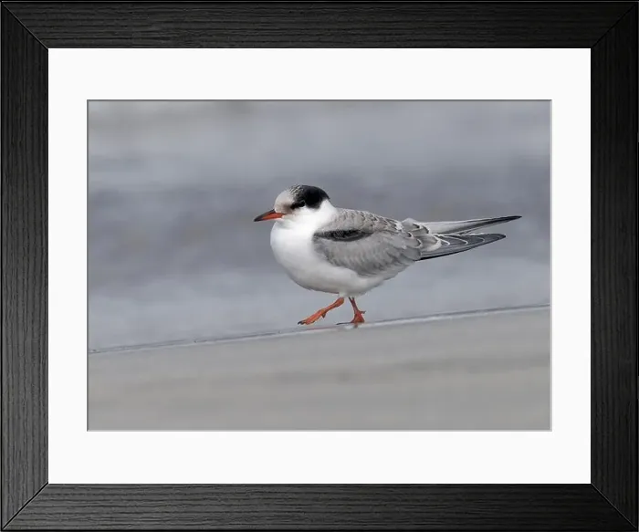 Framed Print : Juvenile Arctic tern on St Ninian's Isle tombolo, Shetland