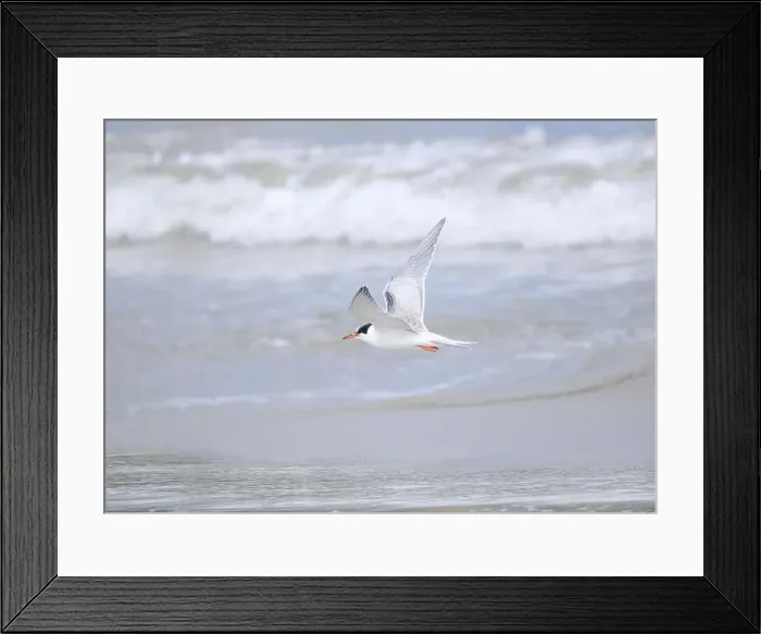 Framed Print : Juvenile Arctic tern on St Ninian's Isle tombolo, Shetland