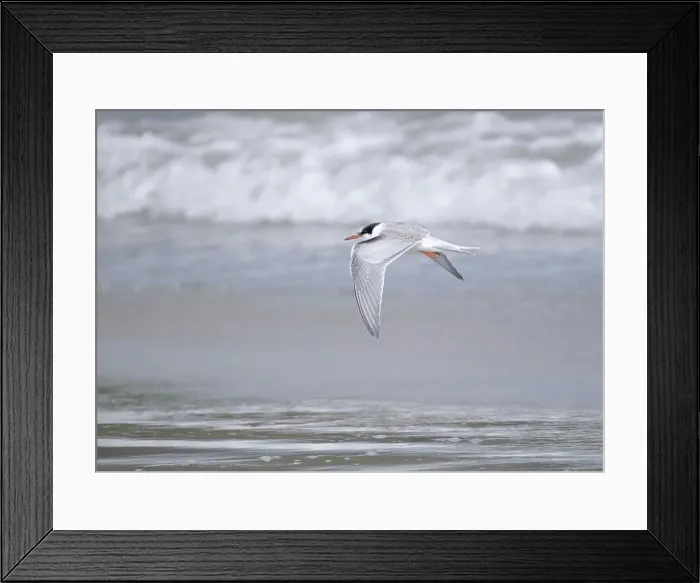 Framed Print : Juvenile Arctic tern on St Ninian's Isle tombolo, Shetland