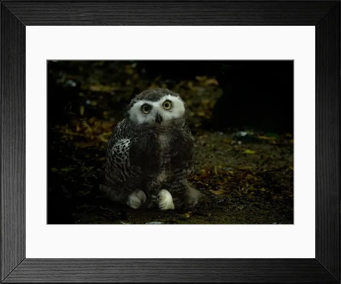 Framed Print : Surprised juvenile snowy owl with open mouth Framed Print : Surprised juvenile snowy owl with open mouth