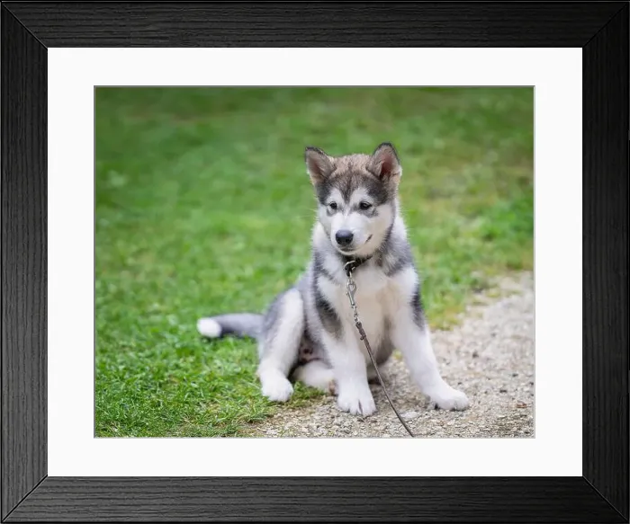 Framed Print : Alaskan Malamute puppy sits on lawn. Outdoors portrait of a Alaskan Malamute puppy sitting on the grass Framed Print : Alaskan Malamute puppy sits on lawn. Outdoors portrait of a Alaskan Malamute puppy sitting on the grass