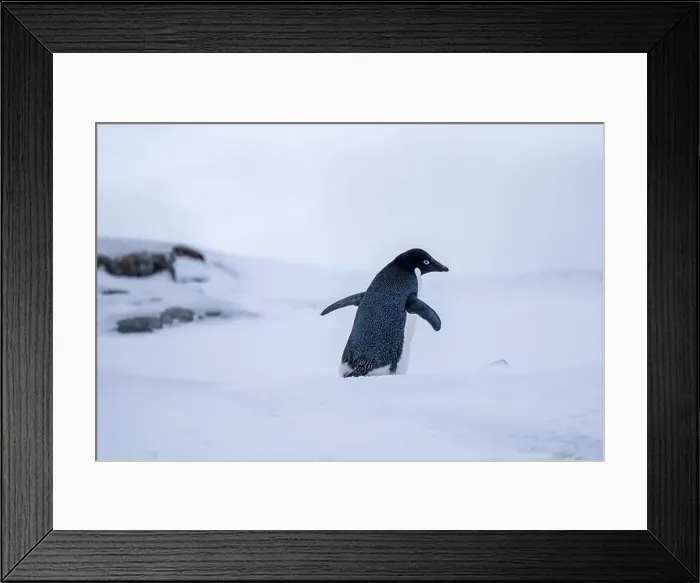 Framed Print : Adelie penguins in Antarctica. Wild nature. Snow. South Pole Framed Print : Adelie penguins in Antarctica. Wild nature. Snow. South Pole