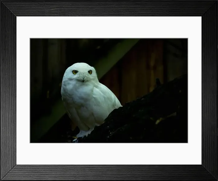 Framed Print : Snowy owl sits on the ground looking straight into the camera Framed Print : Snowy owl sits on the ground looking straight into the camera