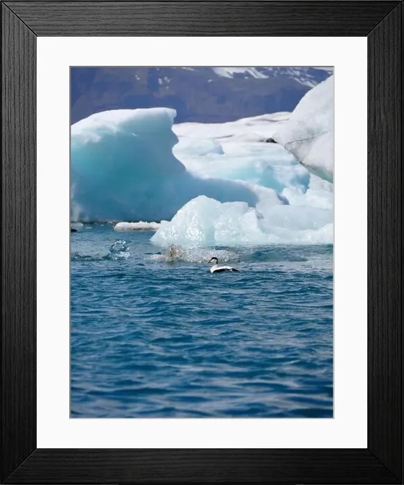 Framed Print : A picturesque scene of a bird swimming by large Framed Print : A picturesque scene of a bird swimming by large