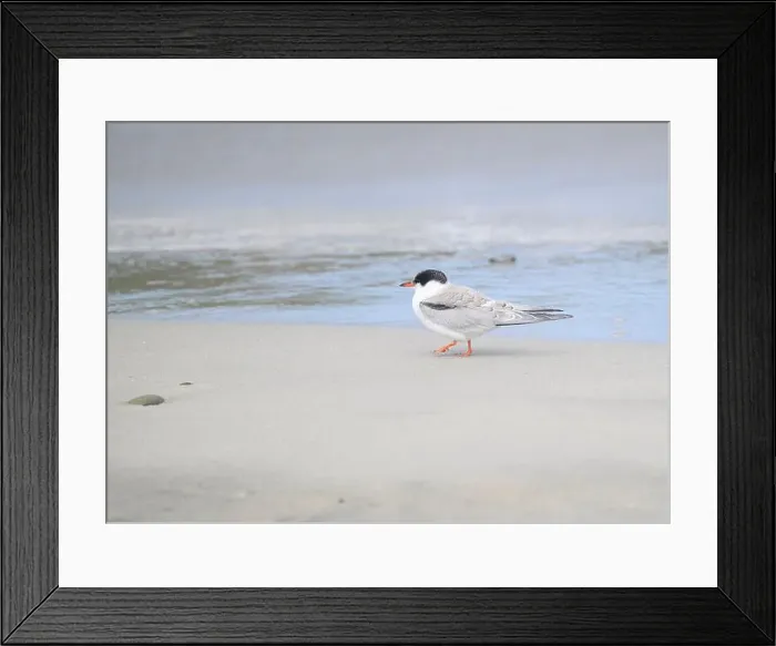 Framed Print : Juvenile Arctic tern on St Ninian's Isle tombolo, Shetland