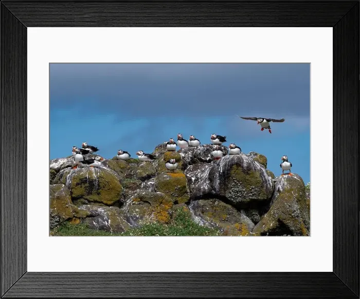 Framed Print : Group Of Seabird Species Atlantic Puffin (Fratercula arctica) Framed Print : Group Of Seabird Species Atlantic Puffin (Fratercula arctica)