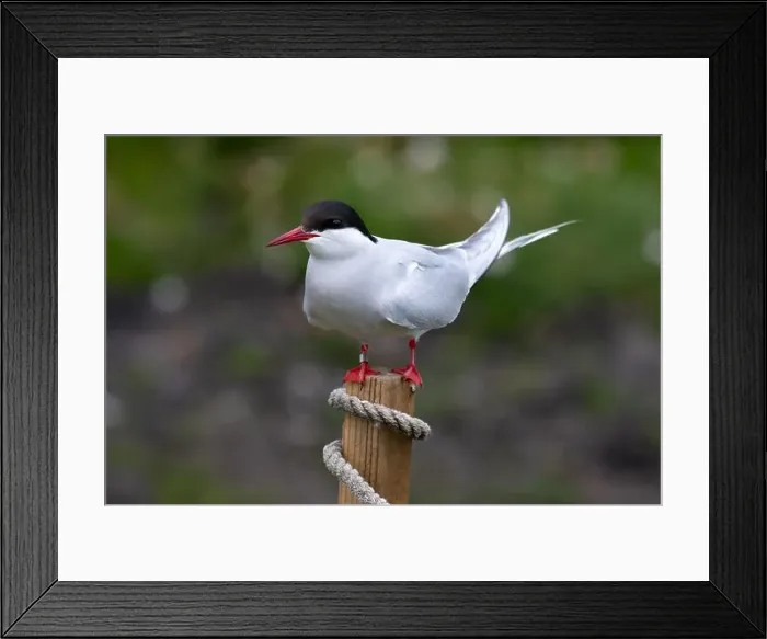 Framed Print : Seabird Species Arctic Tern (Sterna Paradisaea) On The Isle Of May In The Firth Of Forth Near Anstruther In Scotland Framed Print : Seabird Species Arctic Tern (Sterna Paradisaea) On The Isle Of May In The Firth Of Forth Near Anstruther In Scotland