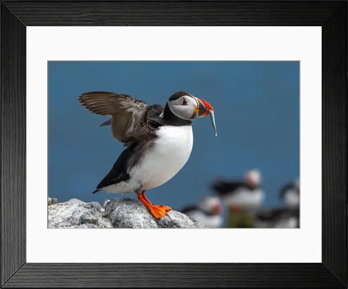 Framed Print : Seabird Species Atlantic Puffin (Fratercula arctica) Framed Print : Seabird Species Atlantic Puffin (Fratercula arctica)