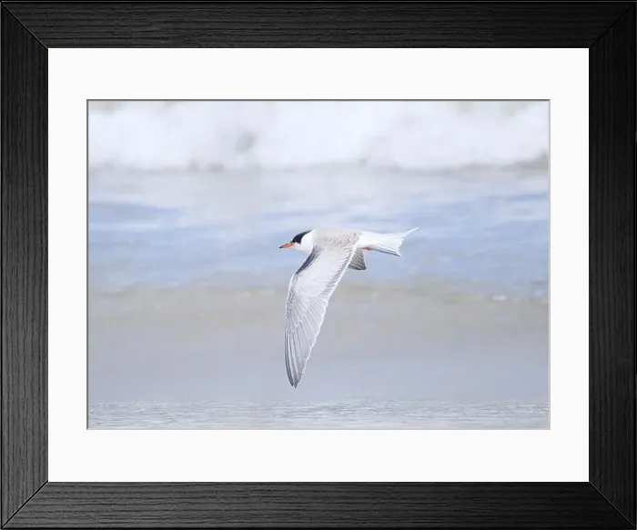 Framed Print : Juvenile Arctic tern on St Ninian's Isle tombolo, Shetland