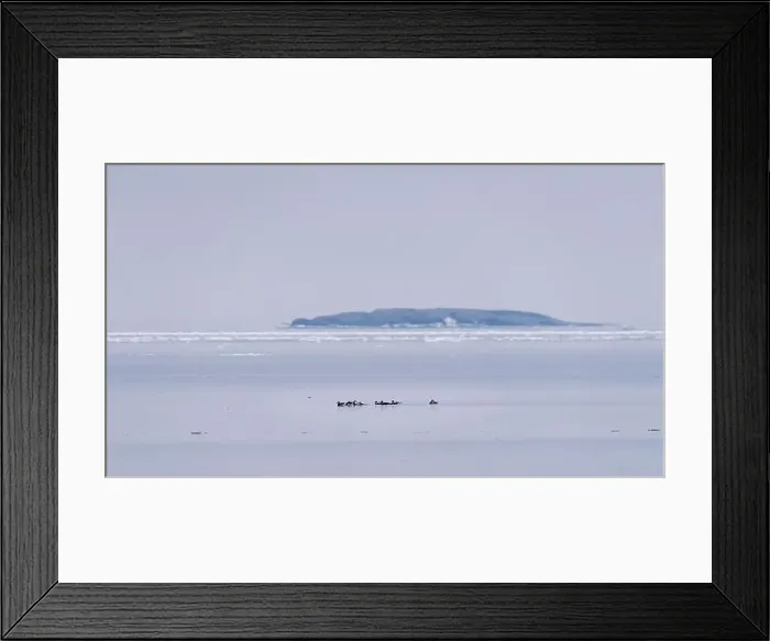 Framed Print : Long-tailed ducks on Baltic Sea Framed Print : Long-tailed ducks on Baltic Sea