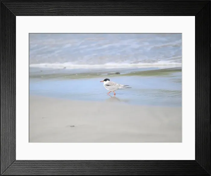 Framed Print : Juvenile Arctic tern on St Ninian's Isle tombolo, Shetland