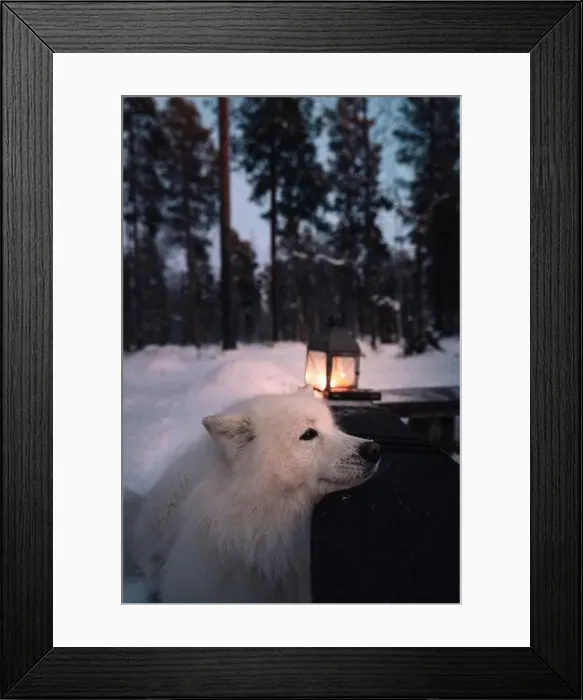 Framed Print : A serene Samoyed dog rests by a glowing lantern on a snowy evening in a tranquil Lapland forest Framed Print : A serene Samoyed dog rests by a glowing lantern on a snowy evening in a tranquil Lapland forest
