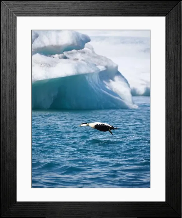 Framed Print : A bird in mid-flight skims over icy blue water Framed Print : A bird in mid-flight skims over icy blue water