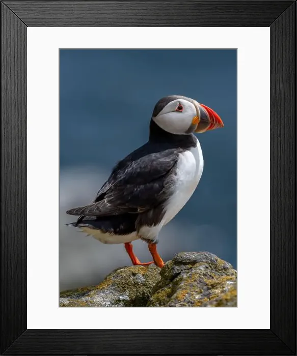 Framed Print : Seabird Species Atlantic Puffin (Fratercula arctica) Framed Print : Seabird Species Atlantic Puffin (Fratercula arctica)