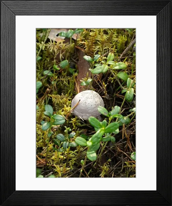 Framed Print : Vikaköngäs, Arctic Circle Hiking Area, lapland, Finland Framed Print : Vikaköngäs, Arctic Circle Hiking Area, lapland, Finland