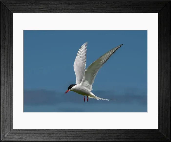 Framed Print : Seabird Species Arctic Tern (Sterna Paradisaea) Framed Print : Seabird Species Arctic Tern (Sterna Paradisaea)