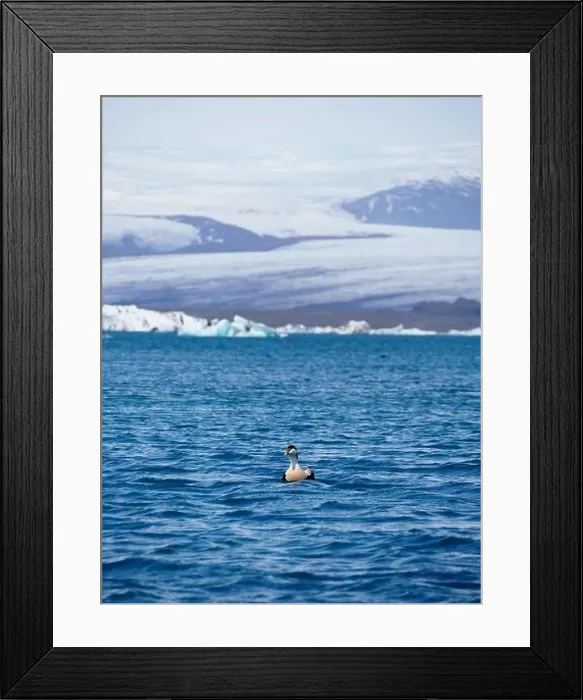 Framed Print : A lone bird peacefully floats on icy blue water with majestic snow-covered mountains in the background Framed Print : A lone bird peacefully floats on icy blue water with majestic snow-covered mountains in the background