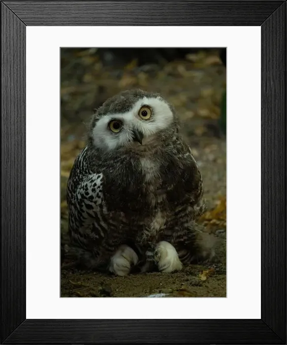 Framed Print : Surprised juvenile snowy owl with open mouth Framed Print : Surprised juvenile snowy owl with open mouth