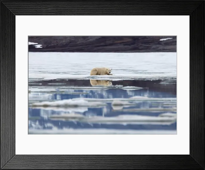 Framed Print : Polar bear on ice looking at camera, Svalbard and Jan Mayen, Norway, Polar Regions Framed Print : Polar bear on ice looking at camera, Svalbard and Jan Mayen, Norway, Polar Regions