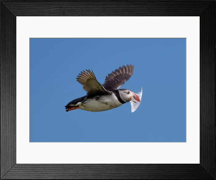 Framed Print : Seabird Species Atlantic Puffin (Fratercula arctica) Framed Print : Seabird Species Atlantic Puffin (Fratercula arctica)