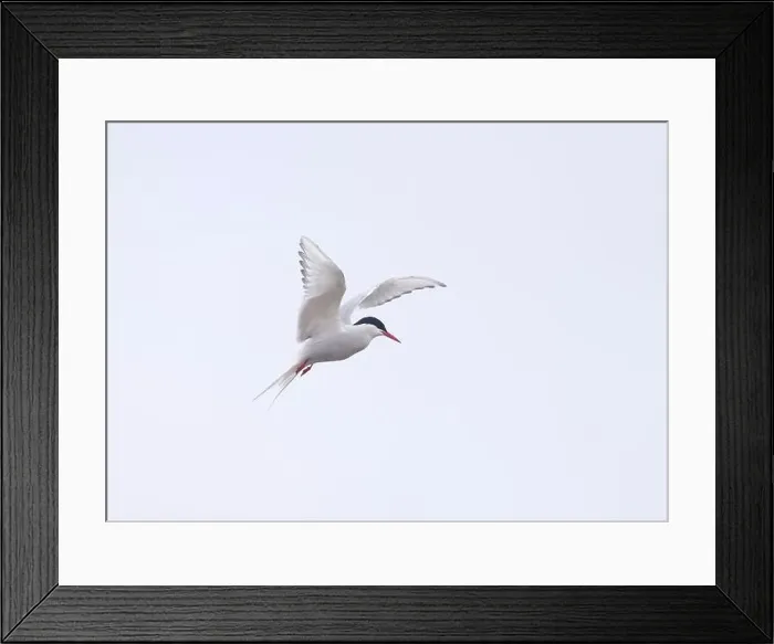 Framed Print : Arctic Tern in flight, The Blade, Ronas Voe, Shetland Framed Print : Arctic Tern in flight, The Blade, Ronas Voe, Shetland