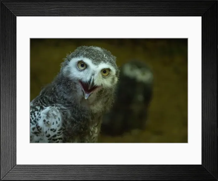 Framed Print : Surprised juvenile snowy owl with open mouth Framed Print : Surprised juvenile snowy owl with open mouth