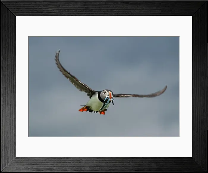 Framed Print : Seabird Species Atlantic Puffin (Fratercula arctica) Framed Print : Seabird Species Atlantic Puffin (Fratercula arctica)