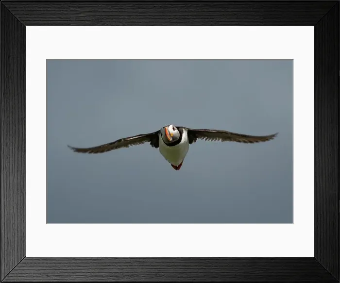 Framed Print : Seabird Species Atlantic Puffin (Fratercula arctica) Framed Print : Seabird Species Atlantic Puffin (Fratercula arctica)