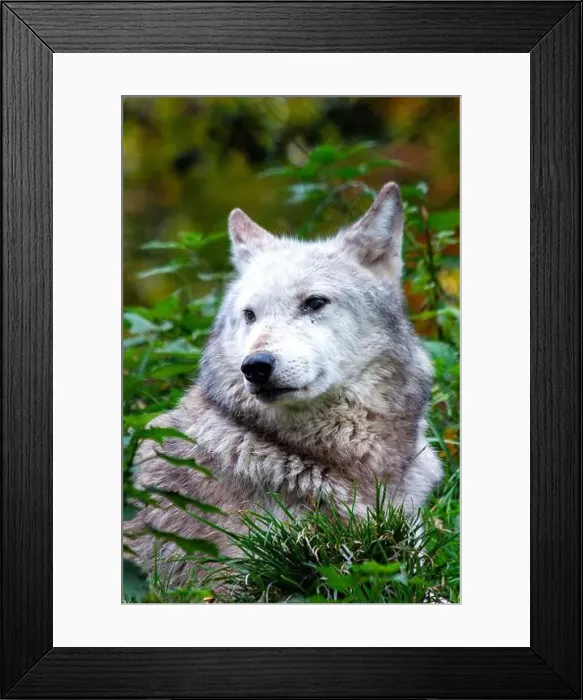 Framed Print : Arctic wolf found in the Arctic regions of North America and Greenland Framed Print : Arctic wolf found in the Arctic regions of North America and Greenland