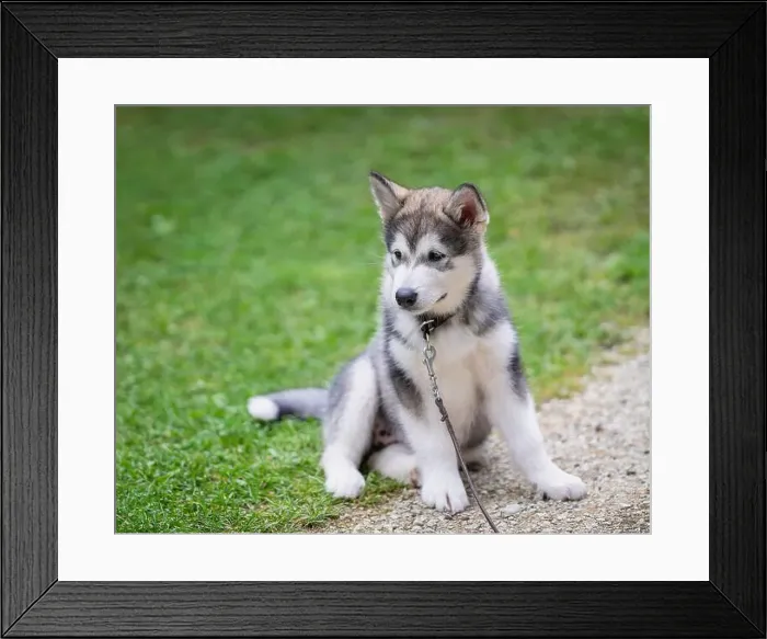 Framed Print : Alaskan Malamute puppy sits on lawn. Outdoors portrait of a Alaskan Malamute puppy sitting on the grass Framed Print : Alaskan Malamute puppy sits on lawn. Outdoors portrait of a Alaskan Malamute puppy sitting on the grass