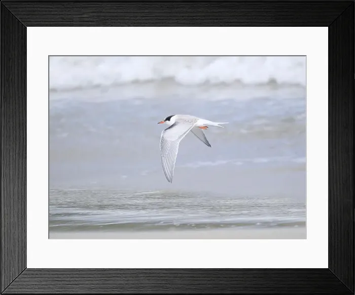 Framed Print : Juvenile Arctic tern on St Ninian's Isle tombolo, Shetland Framed Print : Juvenile Arctic tern on St Ninian's Isle tombolo, Shetland
