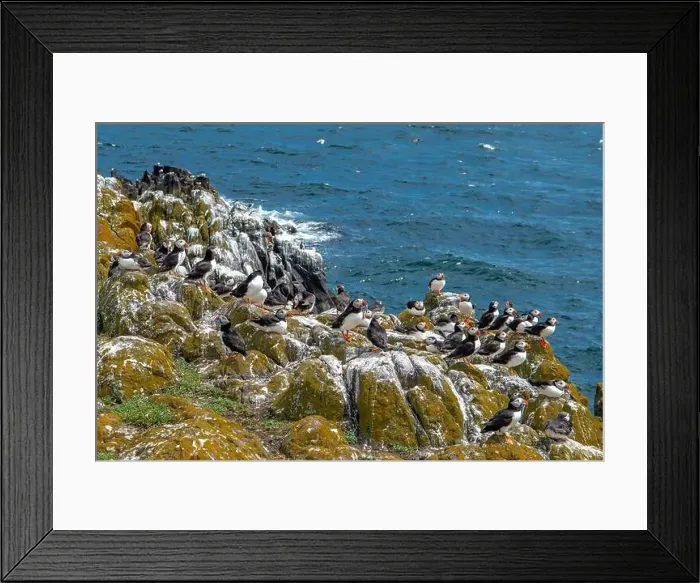 Framed Print : Group Of Seabird Species Atlantic Puffin (Fratercula arctica) Framed Print : Group Of Seabird Species Atlantic Puffin (Fratercula arctica)